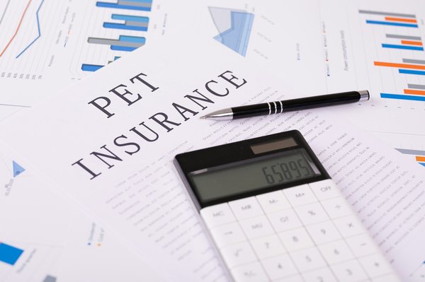 Assurance animaux : ce qu'il faut savoir pour votre chat